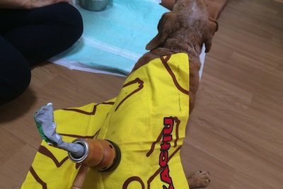 ダックスさんにお灸