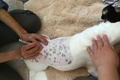 フレブルさんにてい鍼