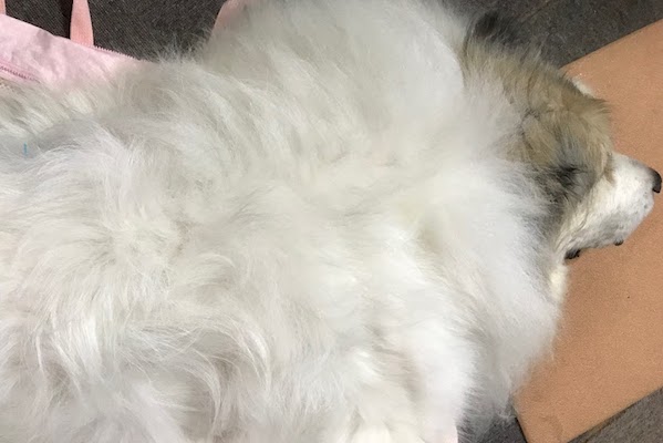 ガンに冒されたピレネー