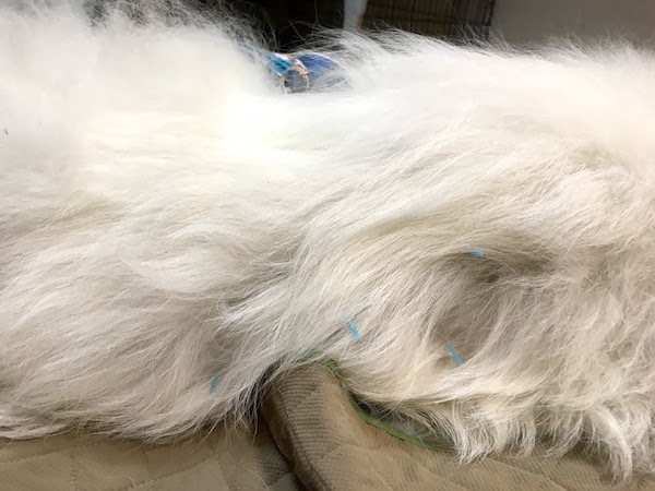 鍼治療中の犬