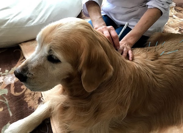 鍼治療も犬のメンテナンスに最適