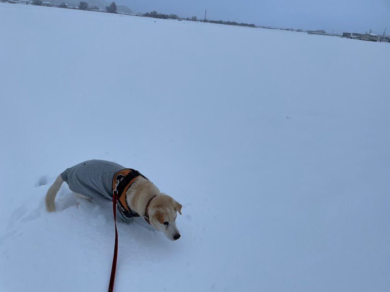 雪の中を散歩する犬