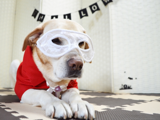 仮面をかぶった犬