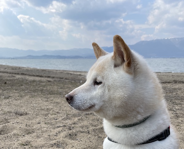 琵琶湖で散歩するチロくん