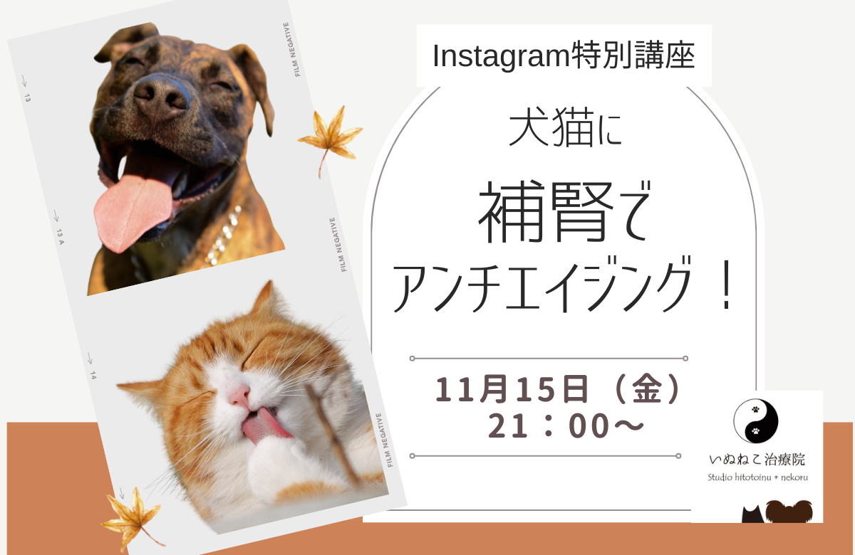 Instagram特別講座犬猫に補腎でアンチエイジング！バナー