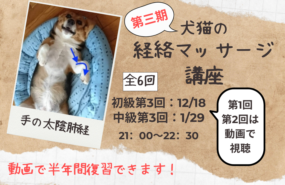 第三期犬猫の経絡マッサージ講座初級