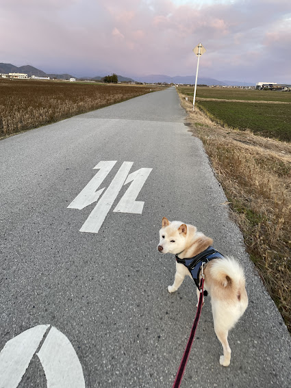 散歩する柴犬