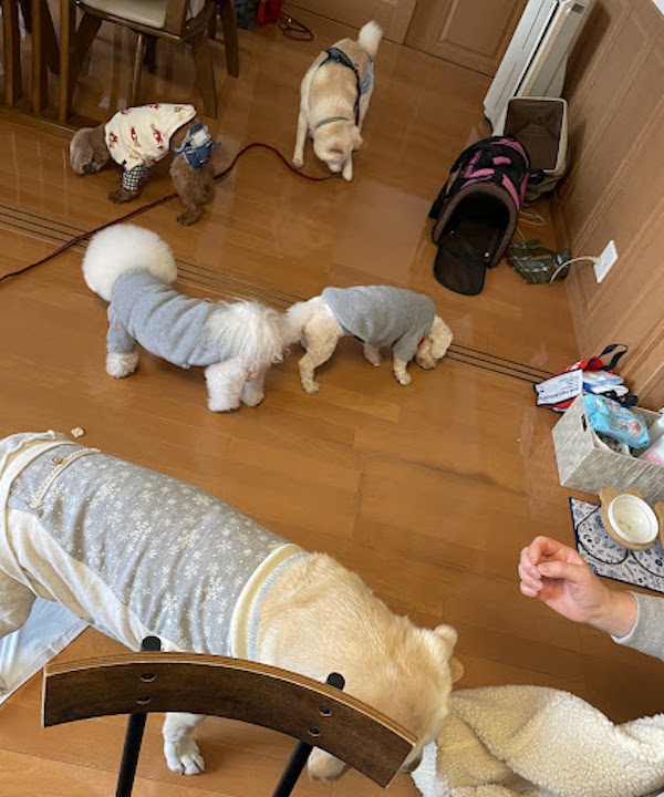 犬がたくさん