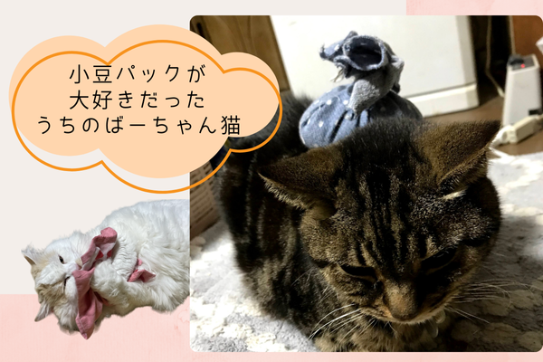 小豆パックする猫