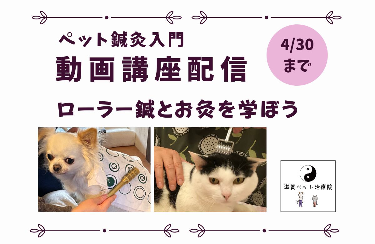 ペット鍼灸入門動画講座一括申込みバナー