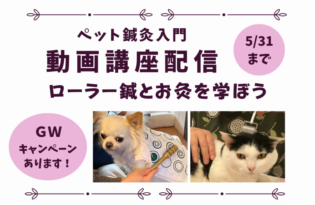 ペット鍼灸入門動画配信バナー