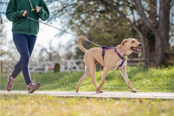 犬と一緒にランニング