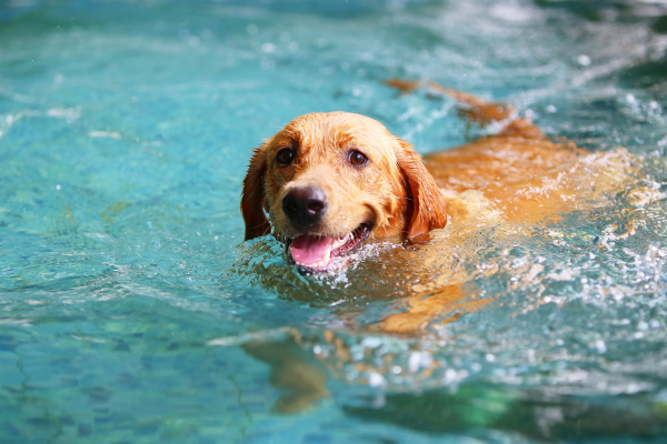 水遊びする犬
