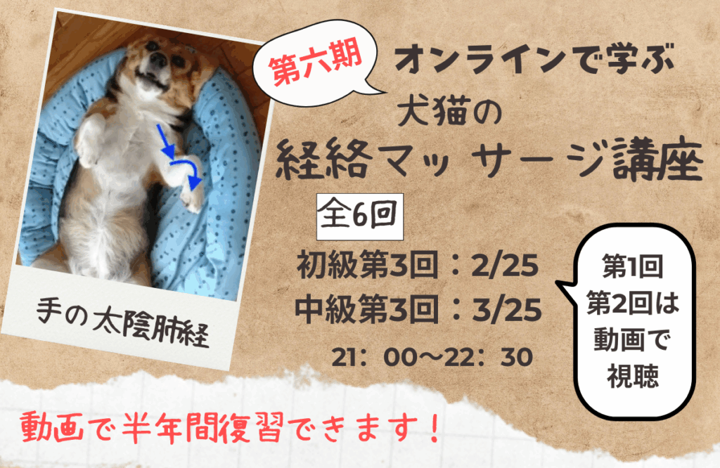 犬猫の経絡マッサージ講座バナー