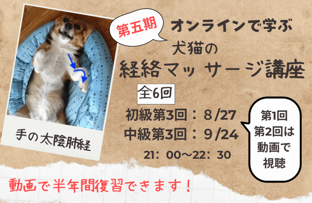犬猫の経絡マッサージ講座中級バナー