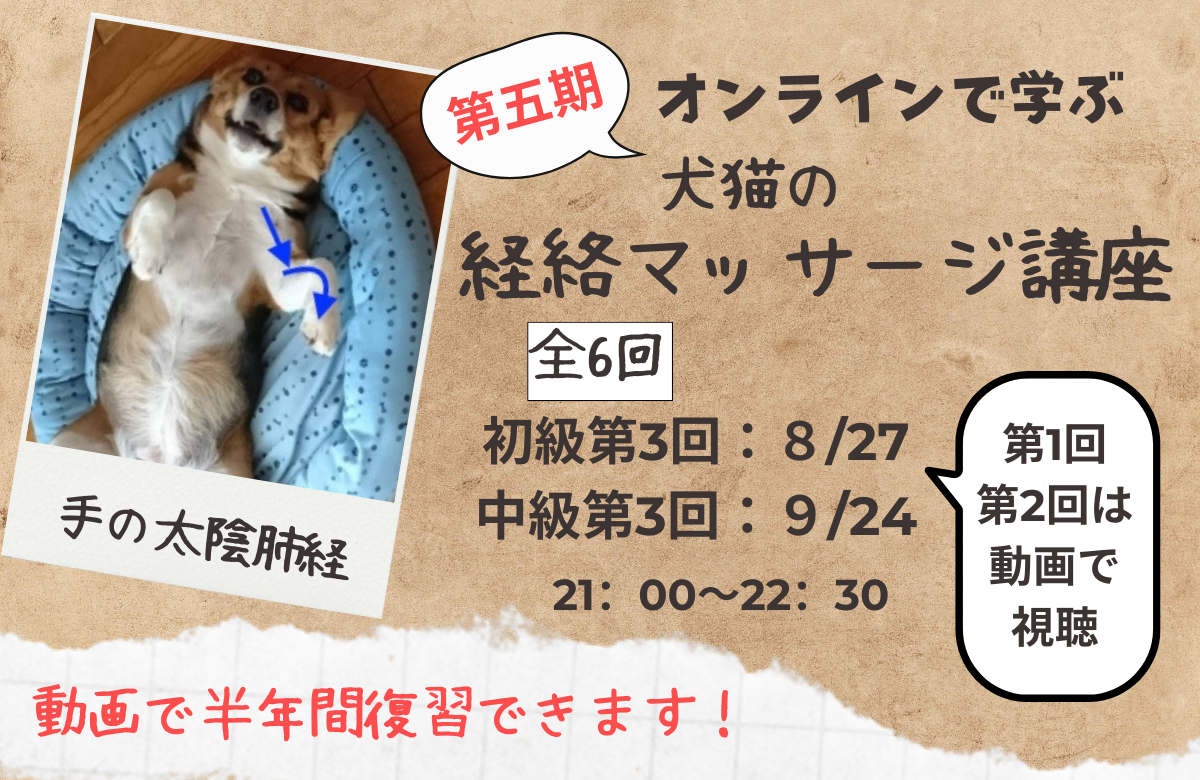 犬猫の経絡マッサージ講座中級バナー