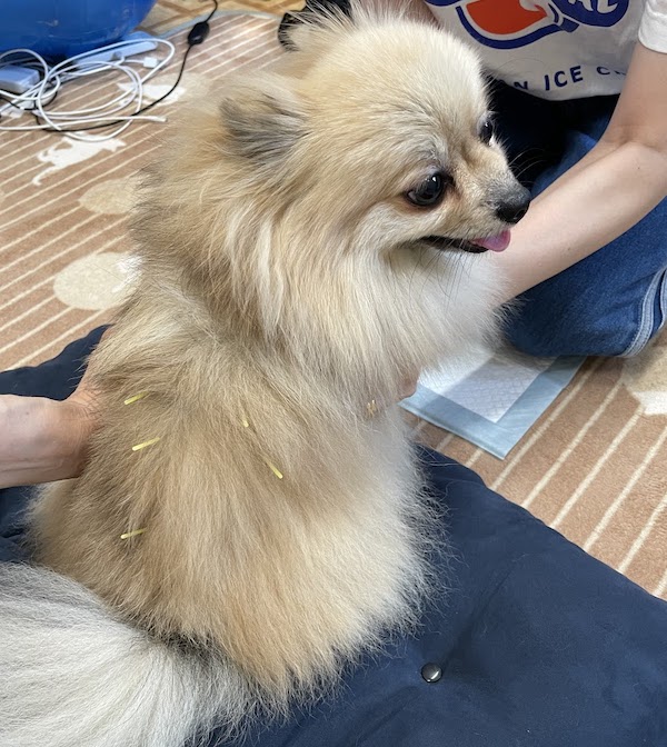 鍼治療するポメラニアン