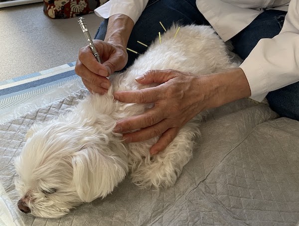鍼治療するマルチワMIX犬
