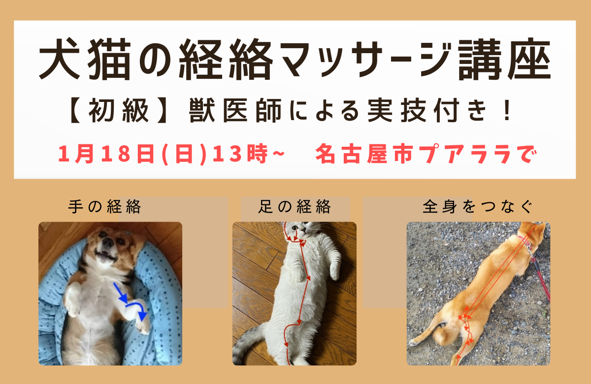 犬猫の経絡マッサージ講座名古屋バナー