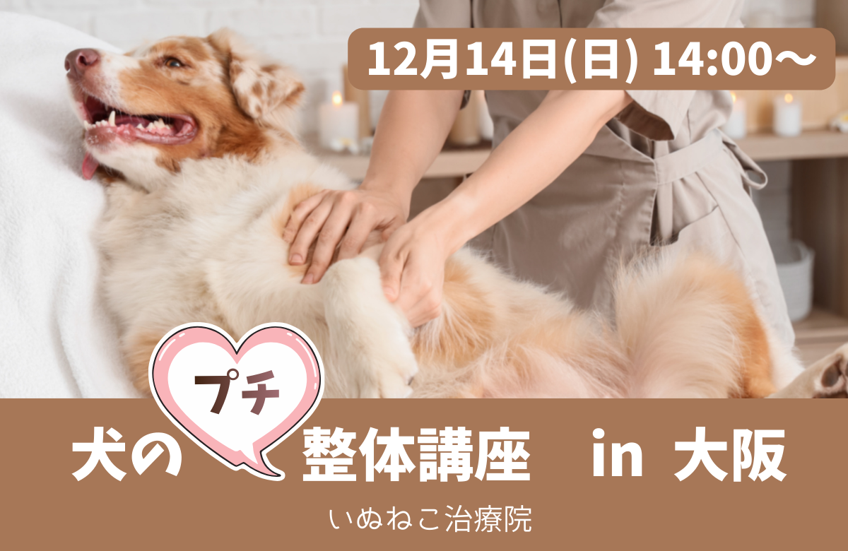 犬のプチ整体講座大阪バナー