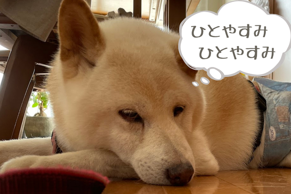 一休みするチロくん