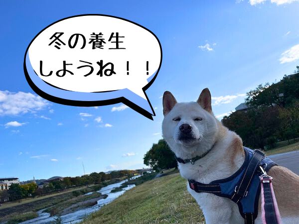 チロくん冬の養生