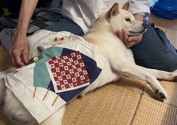 お灸するチロくん