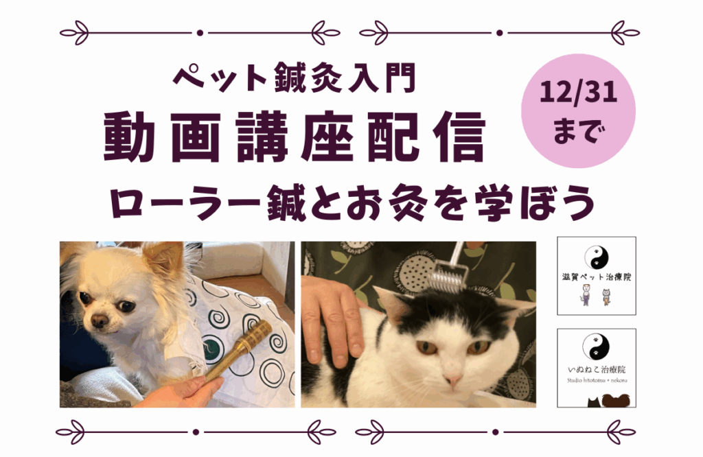 ペット鍼灸入門動画講座配信バナー
