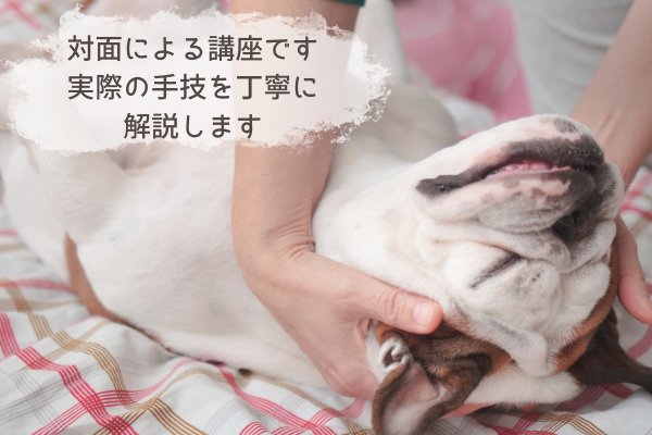 犬のプチ整体講座大阪CTA画像