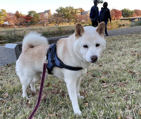 紅葉の鴨川を歩くチロくん