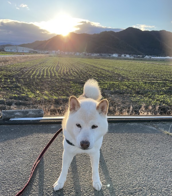 チロくん初日の出