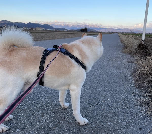後ろを振り返る柴犬
