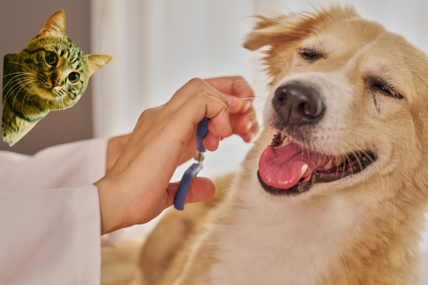 東洋医学豆知識講座CTA画像