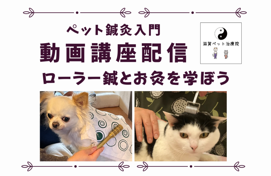 ペット鍼灸入門動画講座配信バナー