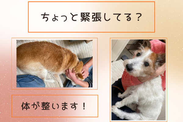 気持ちよさそうな鍼治療