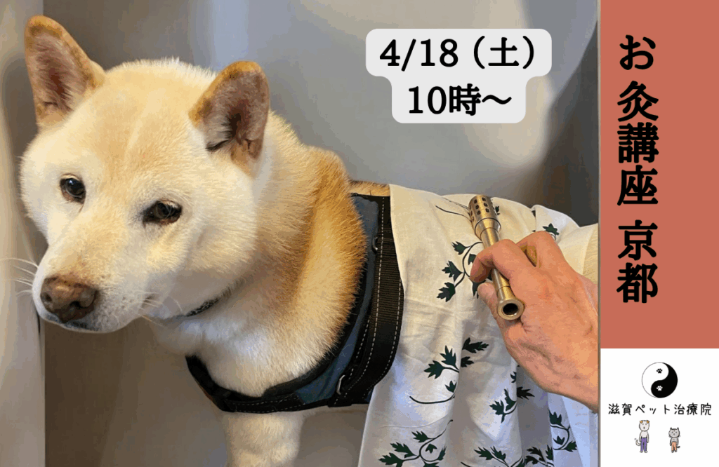 ペット鍼灸入門「お灸講座」バナー