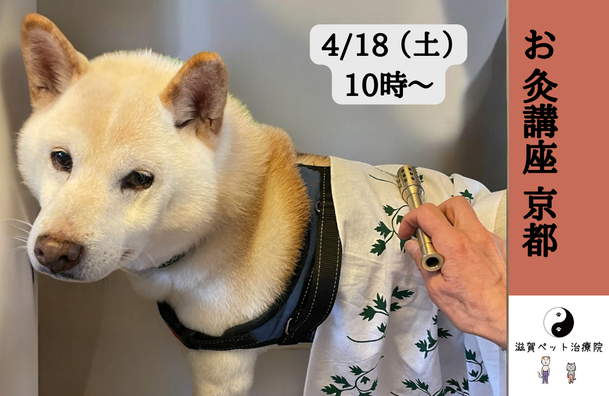 ペット鍼灸入門「お灸講座」バナー