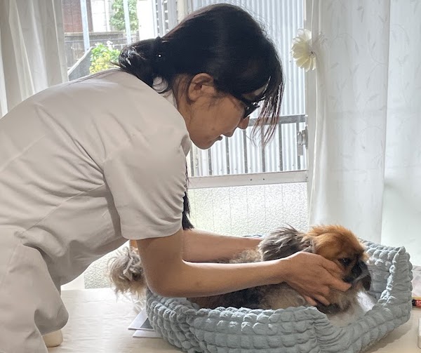 モデル犬で整体の手技を披露