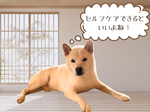 セルフケアを薦める柴犬