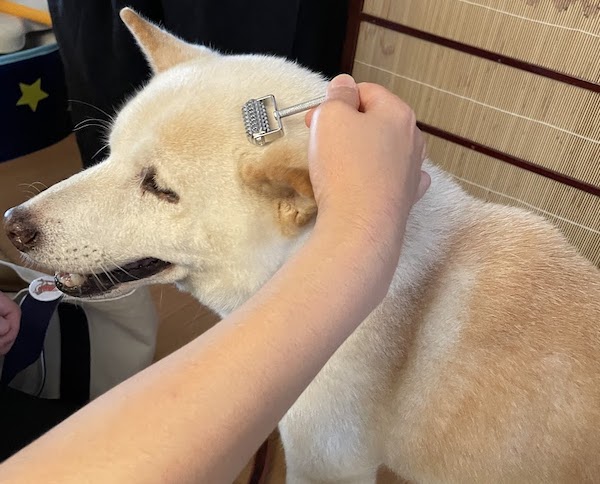 お家ケアする犬
