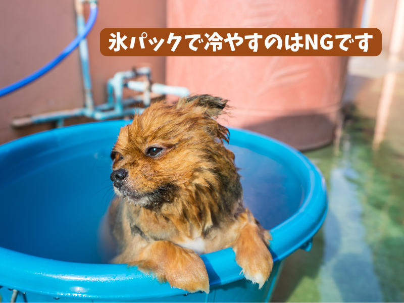 プールで冷える犬