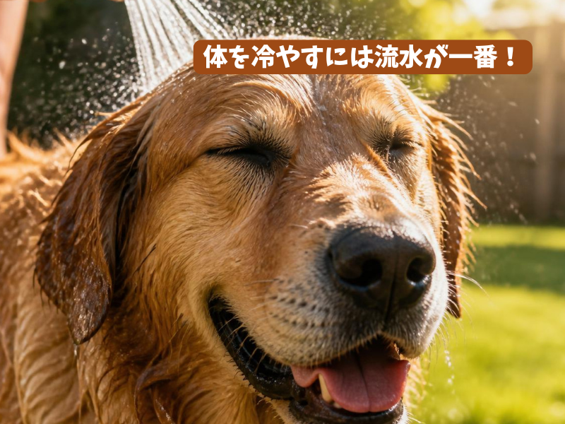 頭から水をかぶるラブラドール