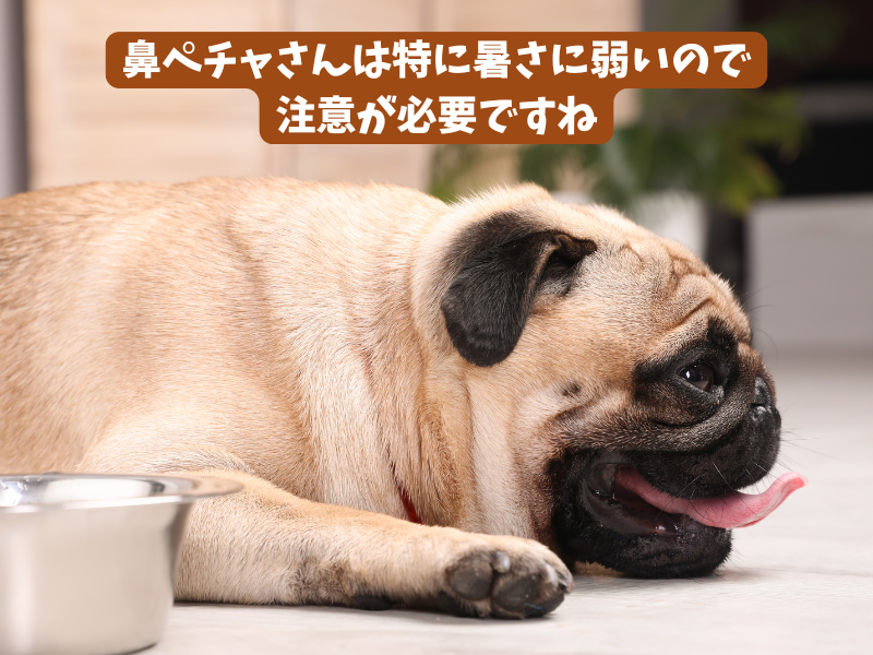 パンティングする犬