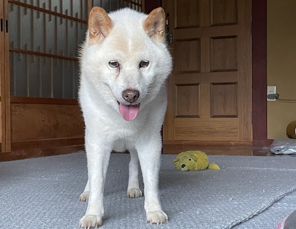 家の中で涼む犬