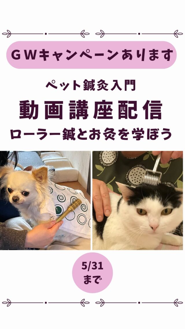 滋賀ペット治療院です。
ペット鍼灸入門講座の動画を5月末まで配信します。
「誰にでも簡単にできてペットのケアに最適」と大好評のローラー鍼とお灸。
この機会にちゃんと学びませんか？  東洋医学は難しそうですが基本はとても簡単！
動画でゆっくり学べますのでこの機会にぜひお申し込みください。  GWキャンペーンもありますよ〜
詳しくはプロフからハイライトまたはホームページを見てくださいね！☺️  #ペット鍼灸 
#ペット鍼灸セラピー 
#ペット鍼灸入門講座 
#ローラー鍼によるコロコロヒーリング講座 
#お灸講座 
#東洋医学でペットのケア 
#滋賀ペット治療院 
#いぬねこ治療院