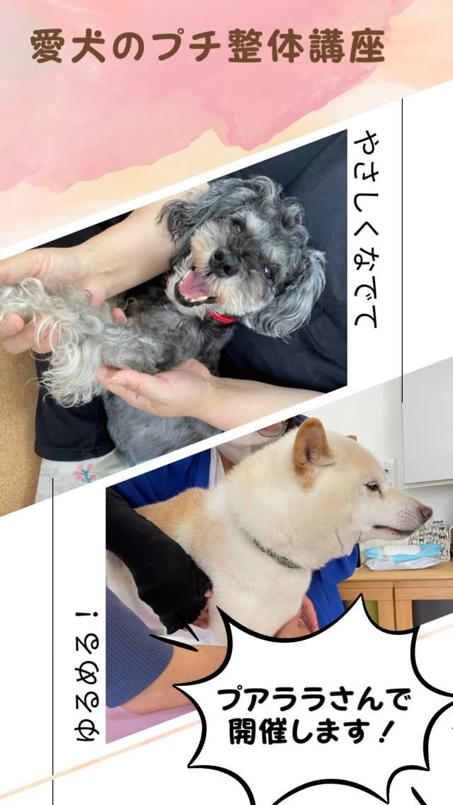 滋賀ペット治療院です。
名古屋市のプアララさんでお家でできる犬のプチ整体講座を開催します。  まだ空きがありますので、皆さんのお越しをお待ちしています。☺️  詳しくはプロフからハイライトまたはホームページを見てくださいね！  #ペット鍼灸 
#犬のプチ整体講座
#滋賀ペット治療院 
#プアララ