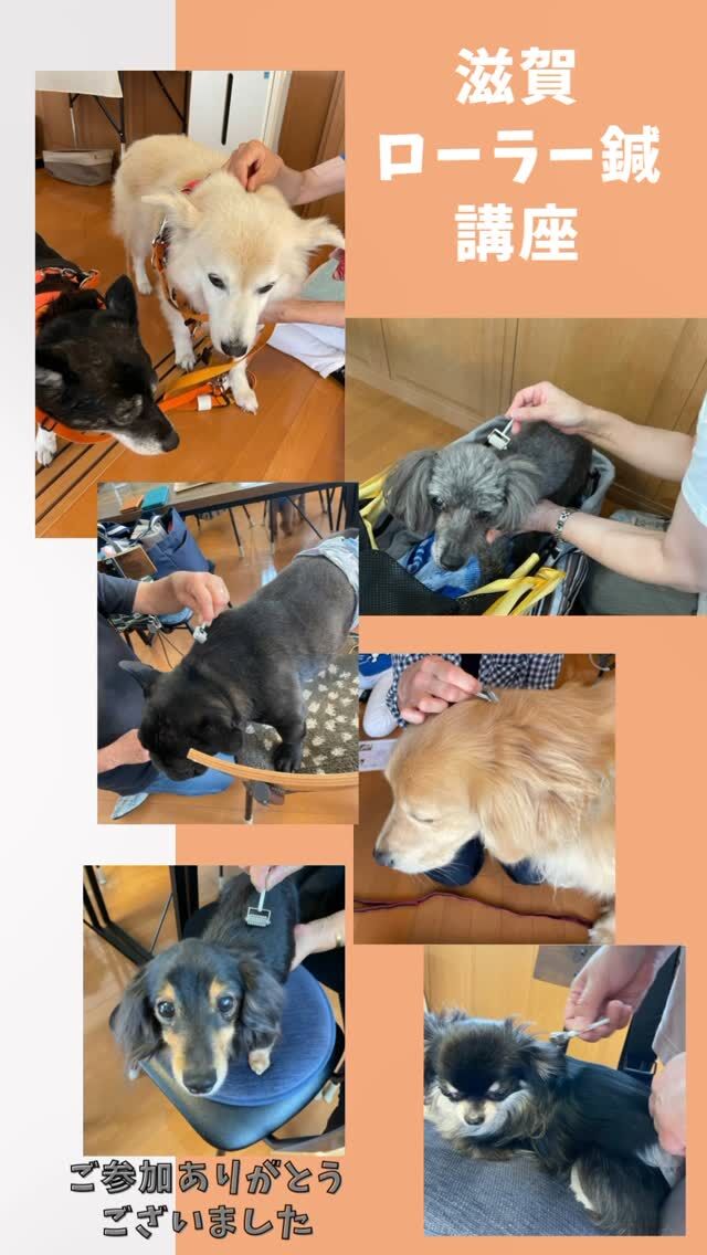 先日、滋賀県栗東市のcafe杠さんでペット鍼灸入門ローラー鍼講座のハーフを開催しました。
たくさんの方にご参加いただき、とても楽しく講座をさせていただきました。
ありがとうございました。🙇‍♀️
6月は18日にcafe杠さんでお茶会です。
今回のテーマは「湿」について。
皆さんのお越しをお待ちしています！  #ペット鍼灸 
#ペット鍼灸セラピー 
#ローラー鍼でコロコロ 
#犬猫養生お茶会 
#滋賀ペット治療院 
#cafe杠