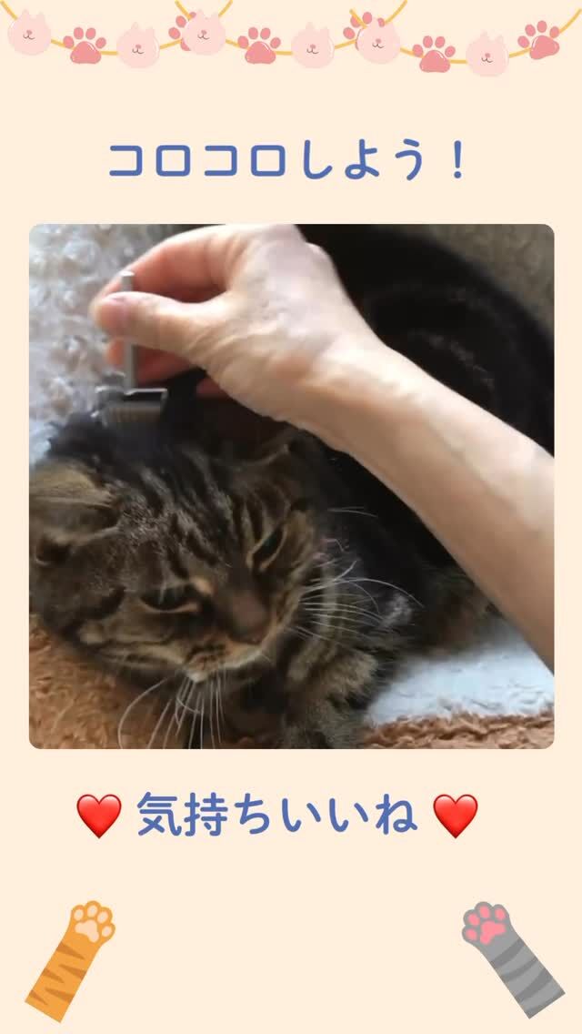 滋賀ペット治療院です。
ローラー鍼でコロコロ、リラックスして気持ちいい！  梅雨どきのジメジメどんよりした日々もローラー鍼でリフレッシュしましょう。  6/28（土）、京都市のわんこのおやど・ようちえん　るぴこむさんでローラー鍼講座を開催します。
皆さんのお越しをお待ちしています。  #ペット鍼灸入門講座 
#ペット鍼灸セラピー 
#ローラー鍼によるコロコロヒーリング講座 
#東洋医学でペットのケア 
#滋賀ペット治療院 
#わんこのおやどようちえんるぴこむ