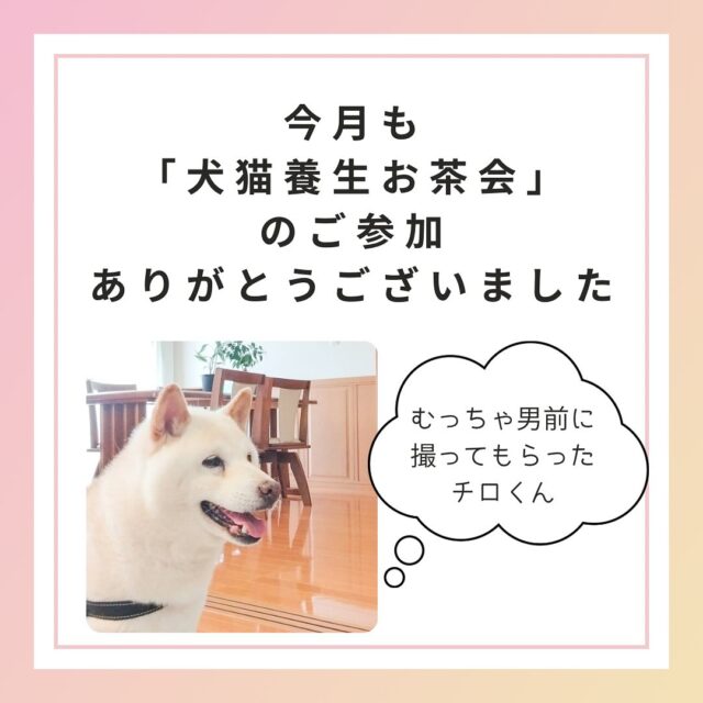 滋賀ペット治療院です。
昨日は栗東市のcafe杠さんで月に一回の「犬猫養生お茶会」を開催しました。  テーマは「湿」でしたが、基本的には美味しいお茶とケーキを食べながら皆さんと一緒にワイワイ犬猫談義をする、という趣旨です。  今回もご参加いただいた皆様、ありがとうございます。
ワンズのくつろいでる姿を見てるだけでも癒されます！  こんな感じでゆる〜くやらせていただいています。
犬猫を飼っておられない方でも参加していただけます。  癒されるついでに東洋医学のことや犬猫の普段のお困りごとについて聞きたいという方、ぜひお越しくださいね！  来月は7/23（水）の予定です。
皆さんのお越しをお待ちしています！  #犬猫養生お茶会
#ゆる〜く犬猫談義
#犬猫に癒され隊
#滋賀ペット治療院
#cafeゆずりは