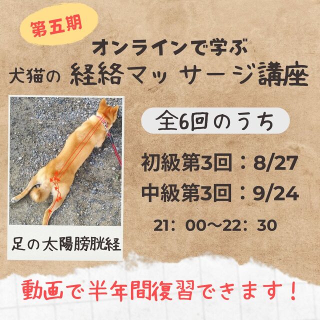 セミナー | ペット鍼灸セラピー・滋賀ペット治療院
